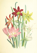 Bouquet vibrant de fleurs de juin